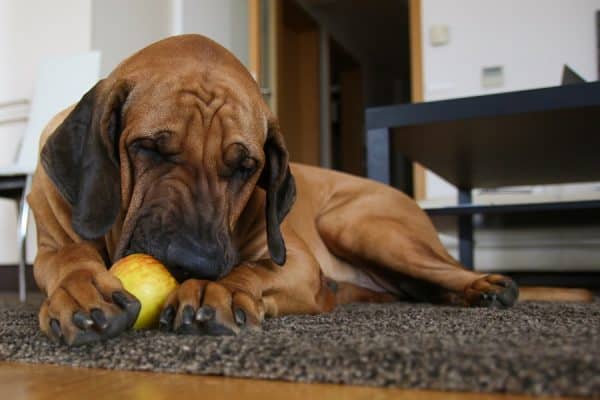 Conheça o Fila Brasileiro: Uma Raça de Cachorro Grande e Nacional