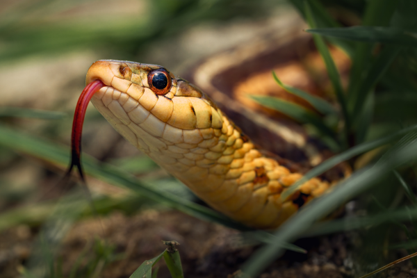 O Que Significa Sonhar Com Cobra?